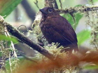 Uniform Treehunter - eBird
