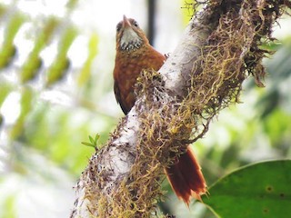 Fulvous-dotted Treerunner - eBird