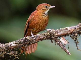  - Fulvous-dotted Treerunner