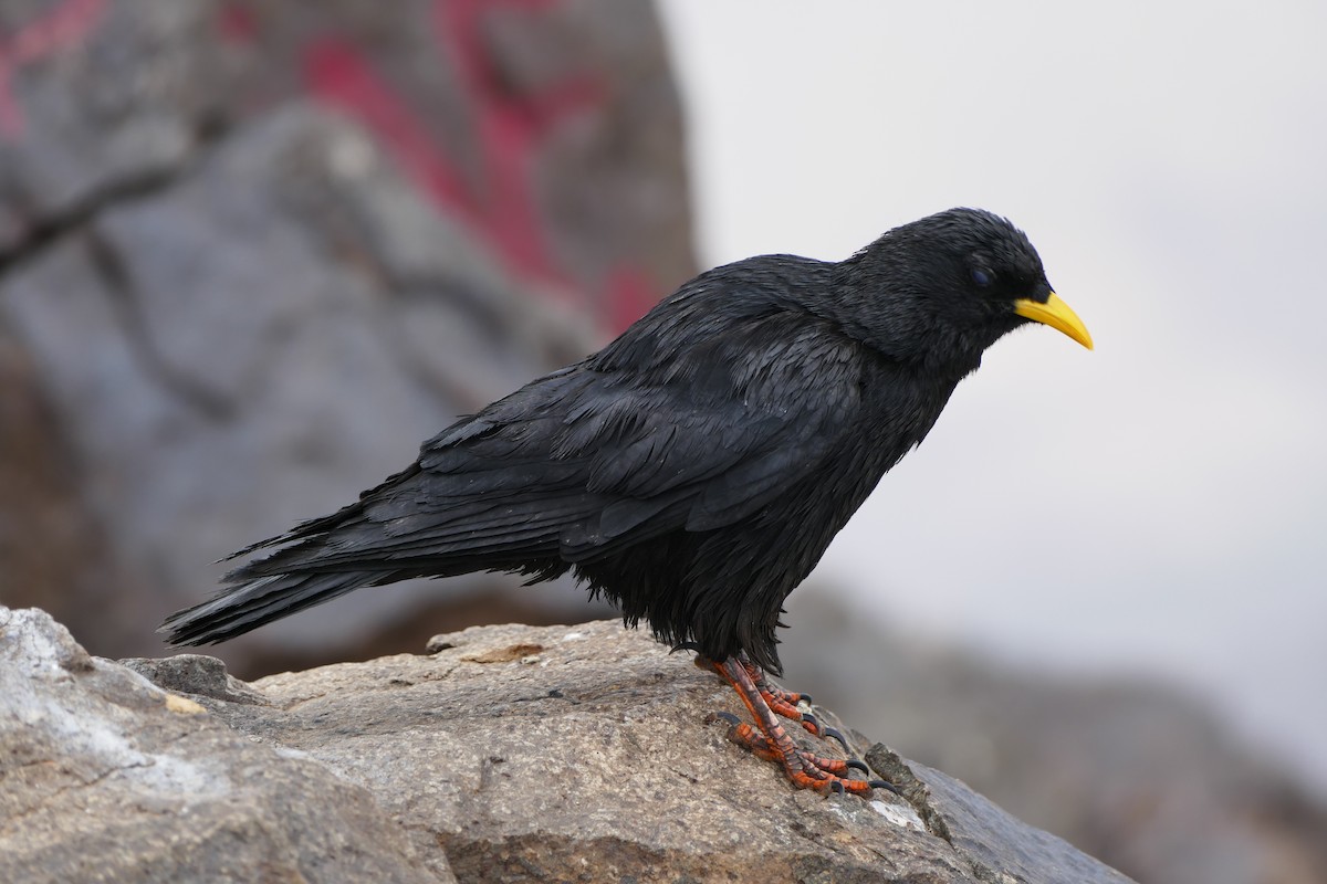 Yellow-billed Chough - Gonzalo Mucientes Sandoval
