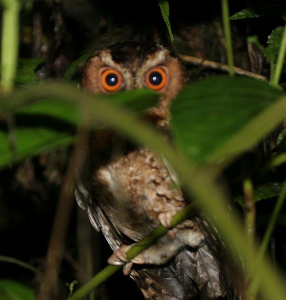 Rajah Scops-Owl (Sumatran) - James Eaton