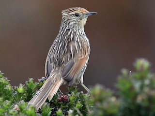  - Many-striped Canastero