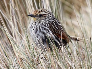  - Many-striped Canastero