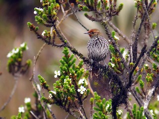  - Many-striped Canastero