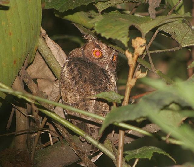 Rajah Scops-Owl (Sumatran) - ML729297