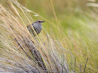  - Many-striped Canastero