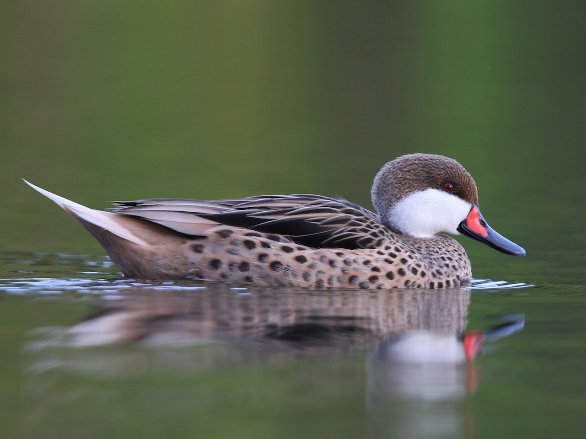 White-cheeked Pintail - Anas bahamensis - Birds of the World