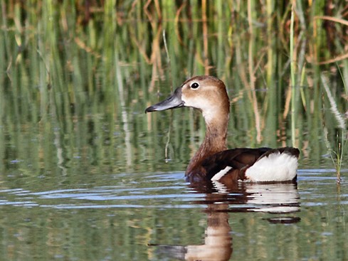 Rosy-billed Pochard - Ramiro Ramirez