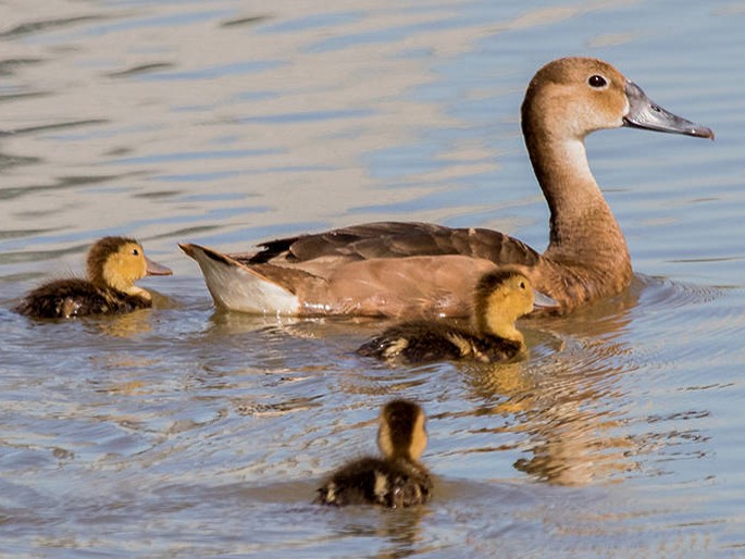 Rosy-billed Pochard - Ricardo A.  Palonsky