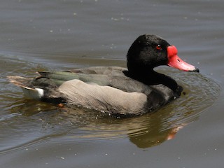  - Rosy-billed Pochard