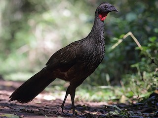  - Rusty-margined Guan