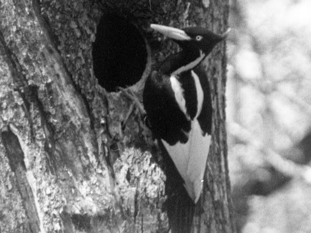 Ivory-billed Woodpecker (Northern) - Arthur A. Allen