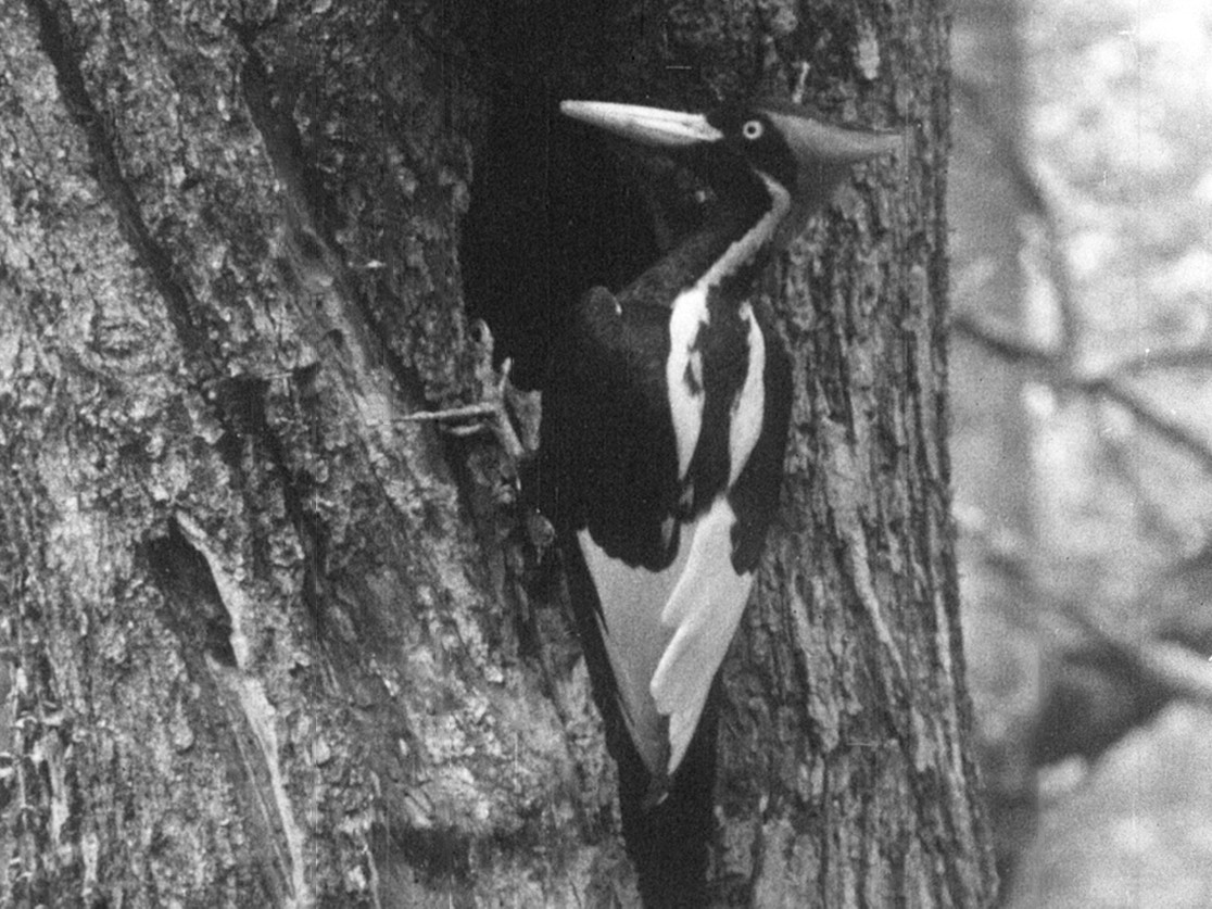 Ivory-billed Woodpecker (Northern) - Arthur A. Allen