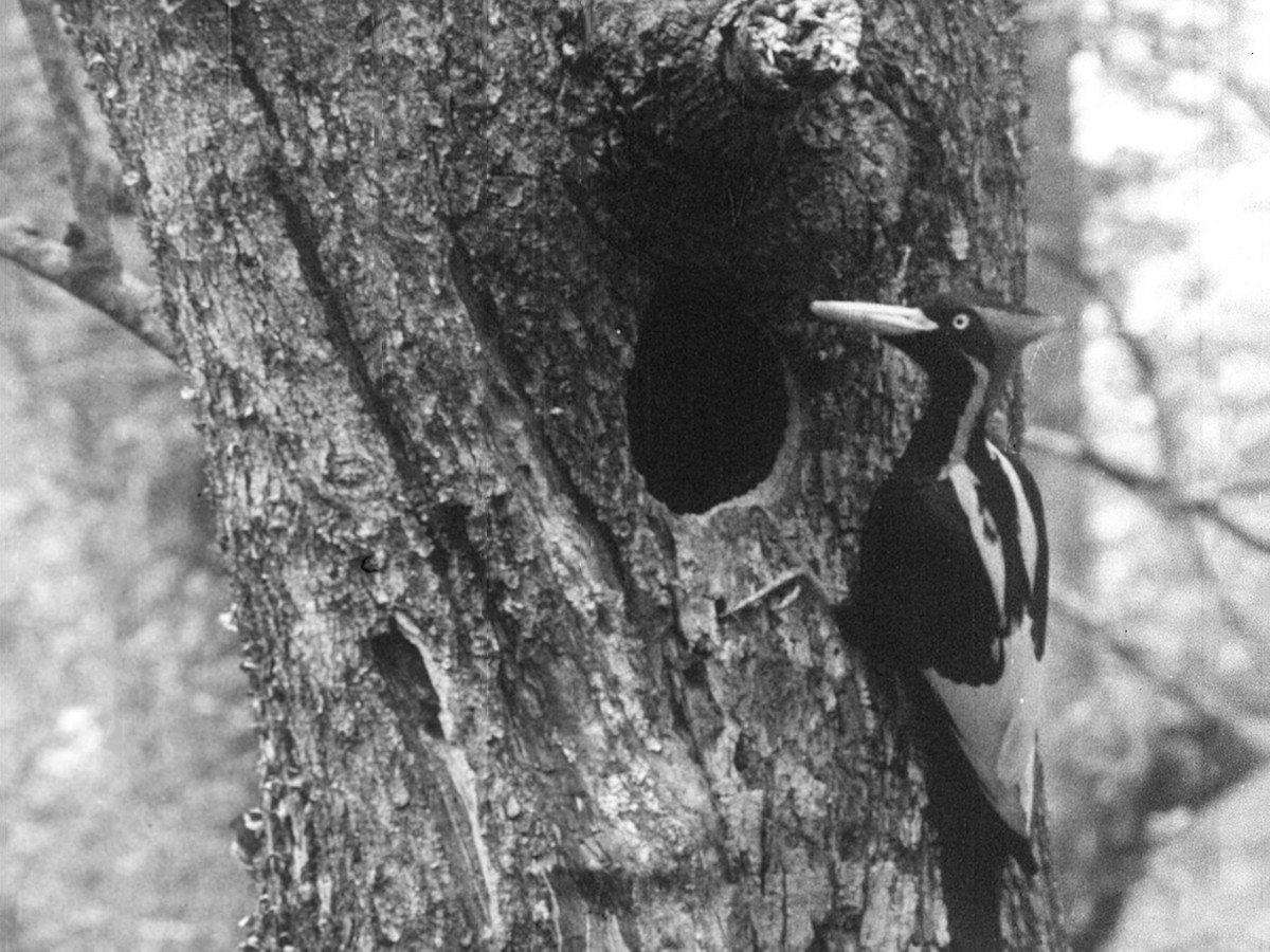 Ivory-billed Woodpecker (Northern) - Arthur A. Allen