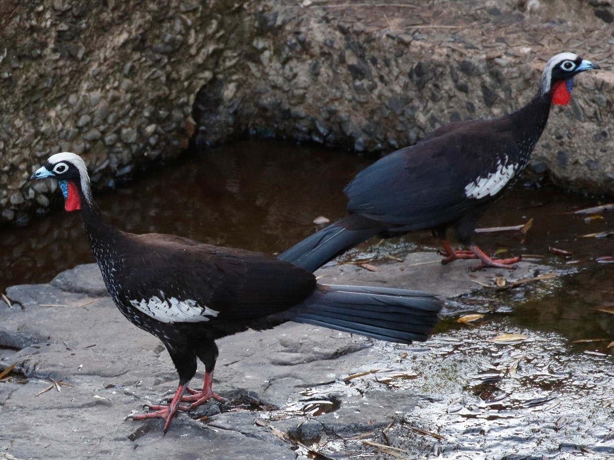 Black-fronted Piping-Guan - Dave Curtis