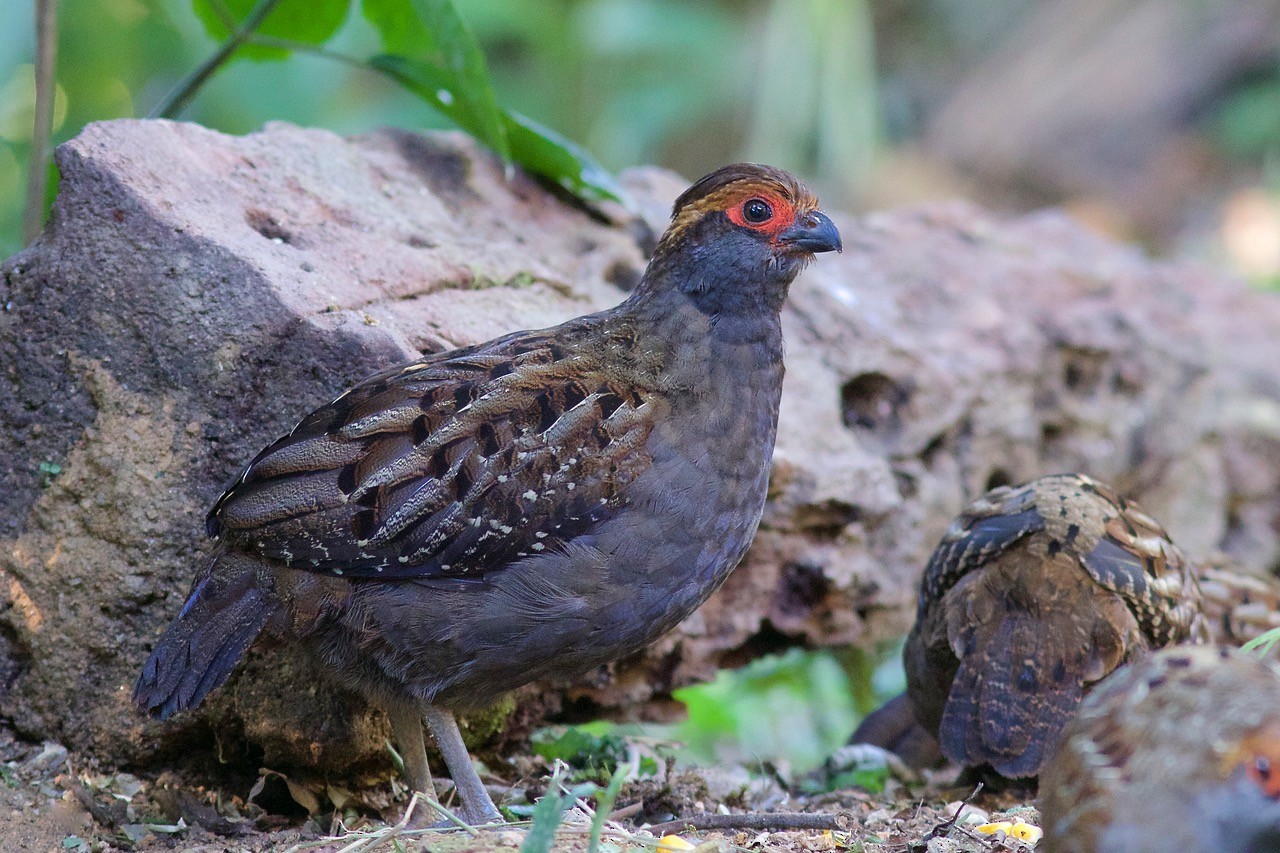 Spot-winged Wood-Quail - Luiz Matos