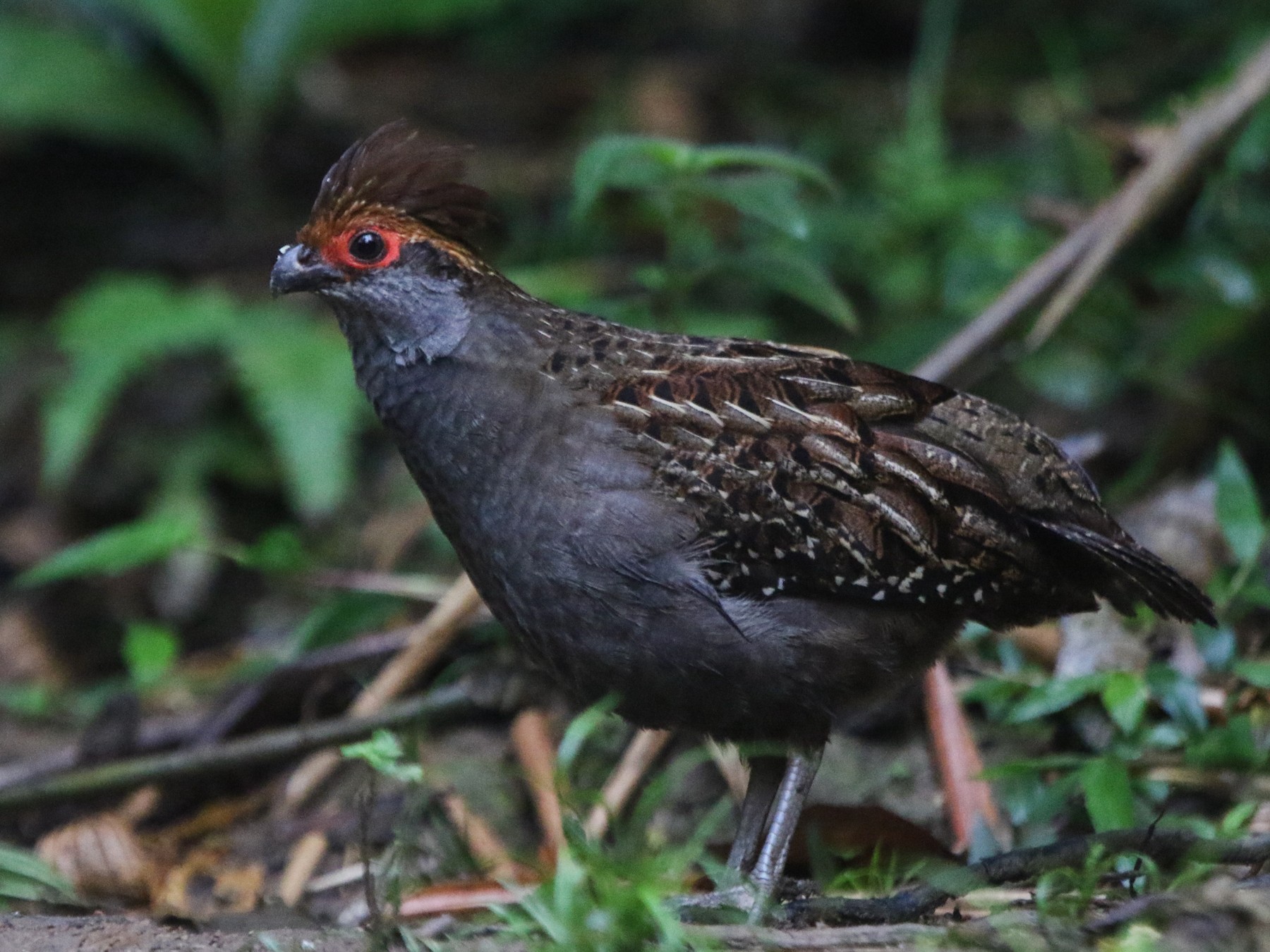 Spot-winged Wood-Quail - Ian Thompson