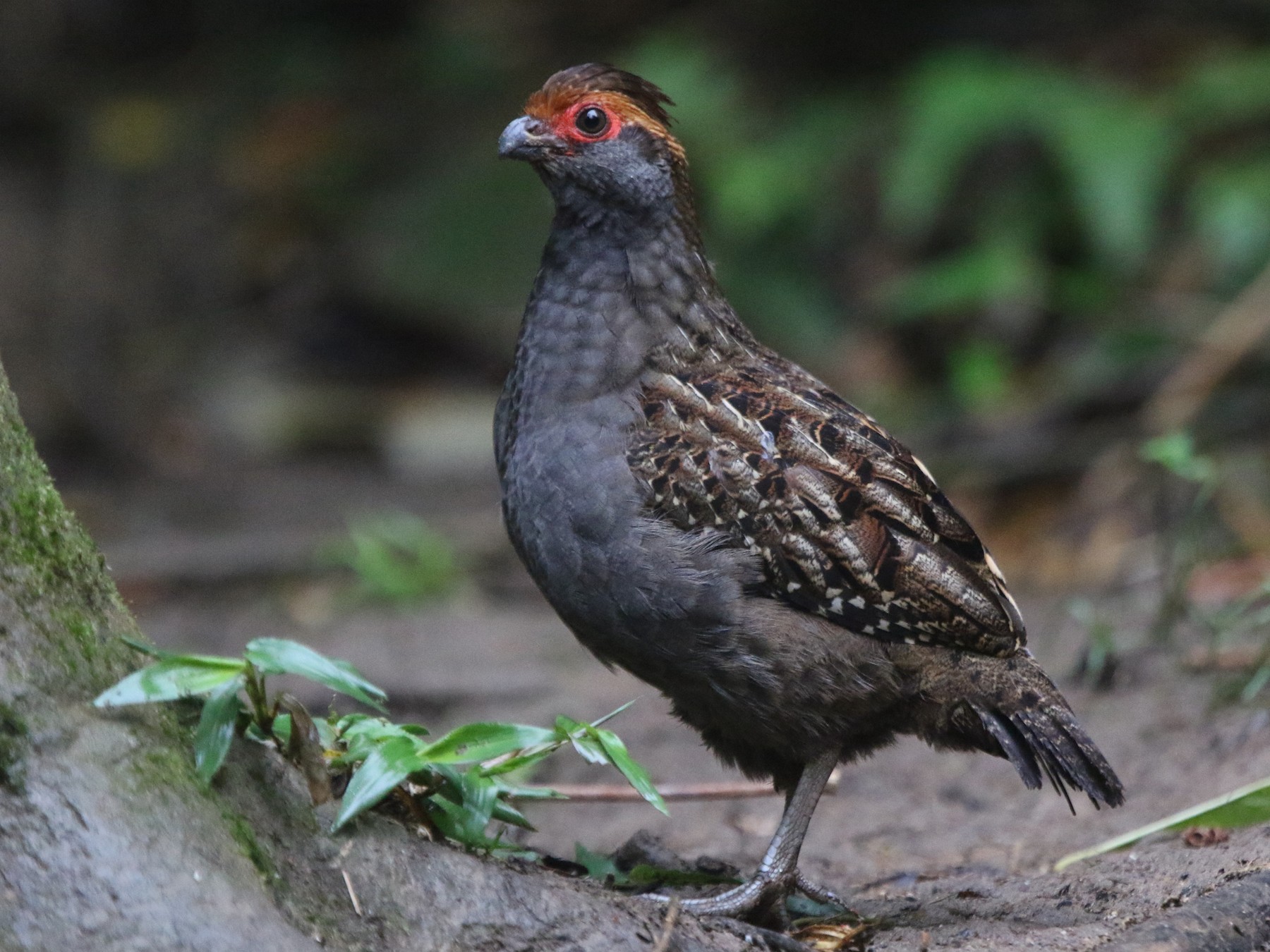 Spot-winged Wood-Quail - Ian Thompson