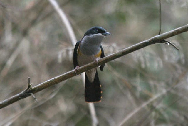 Black-headed Shrike-Babbler - ML729343