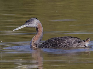  - Great Grebe