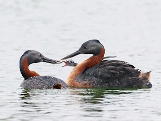  - Great Grebe
