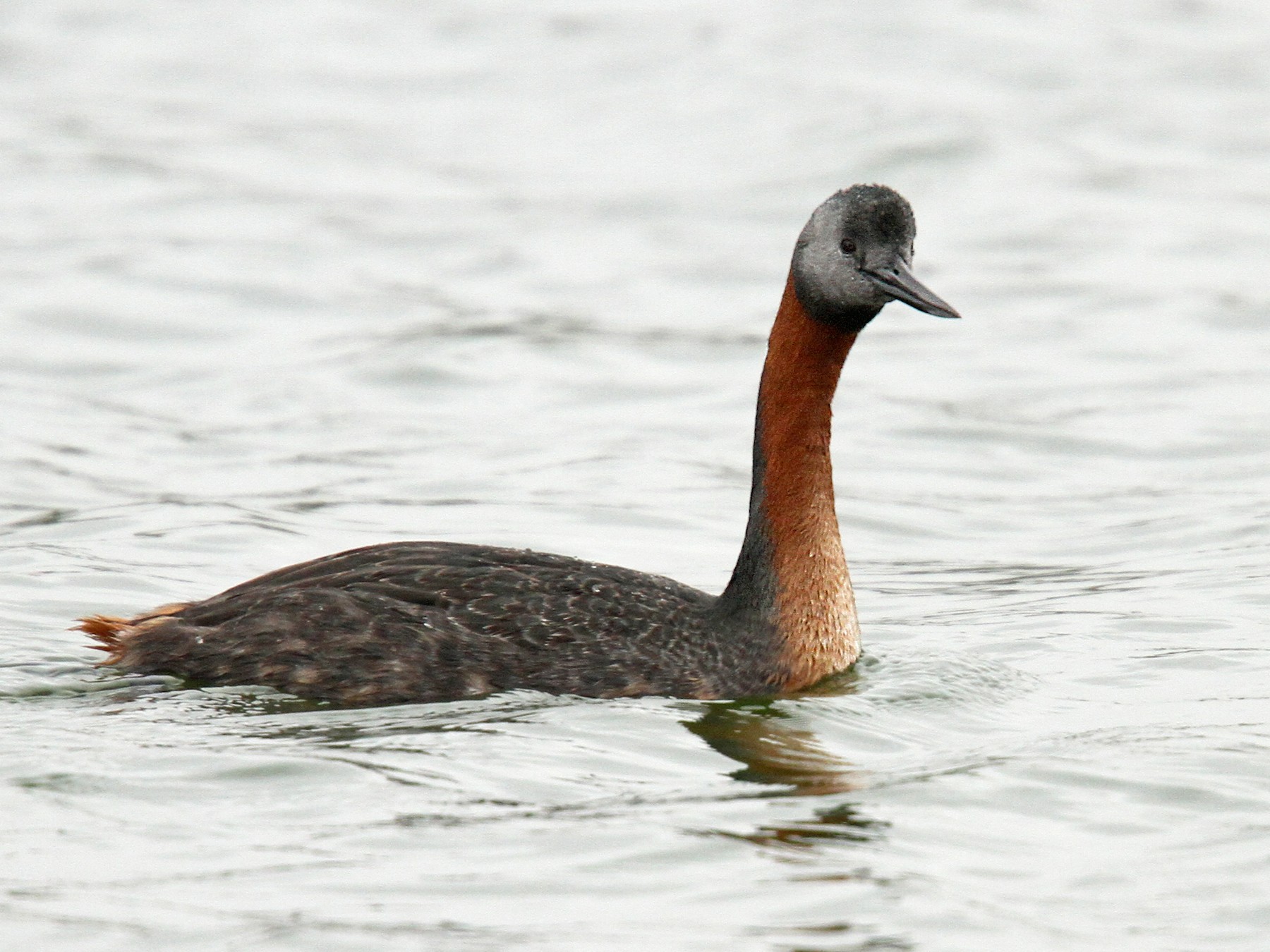Great Grebe - Anonymous