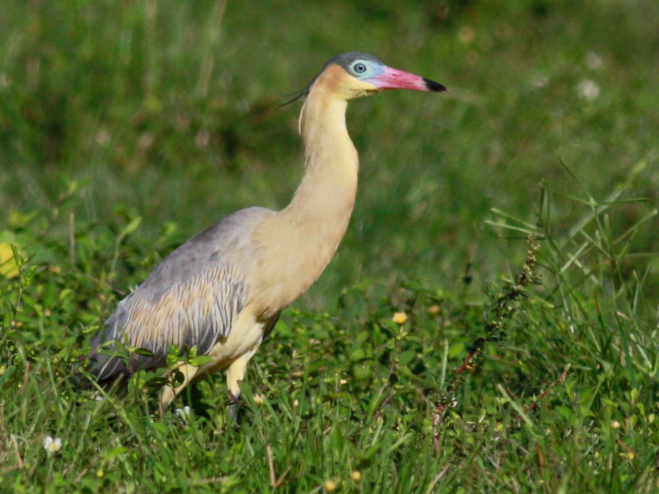 Whistling Heron - eBird