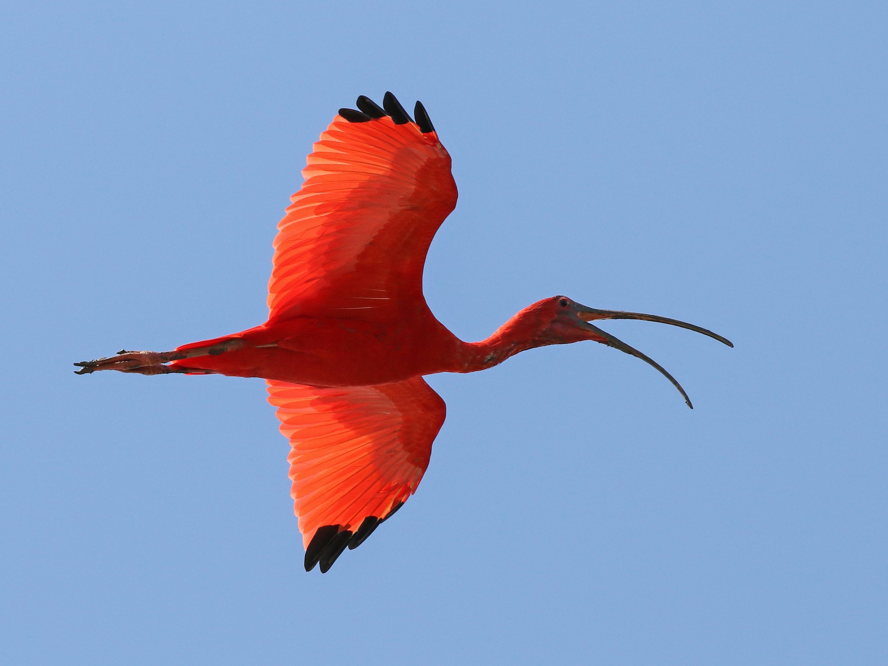 Scarlet Ibis - Luke Seitz