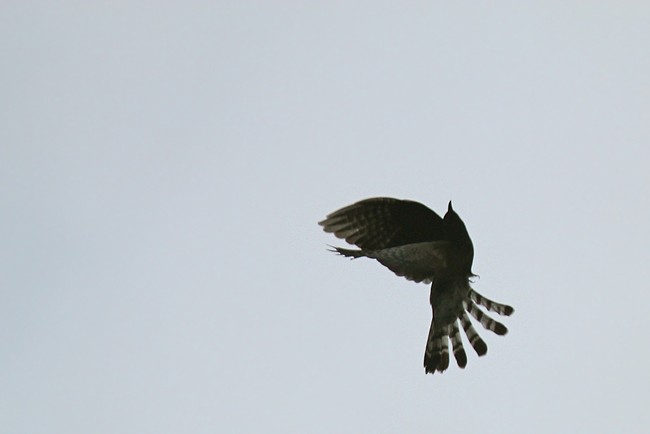 Hodgson's Hawk-Cuckoo - James Eaton