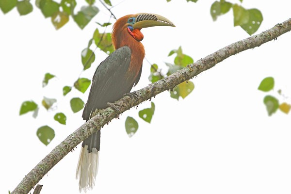 Rufous-necked Hornbill - James Eaton