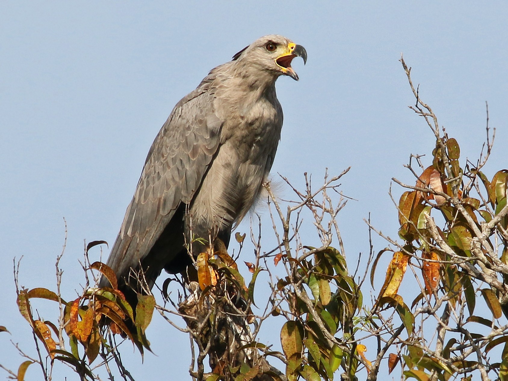 Aguila Coronada eBird