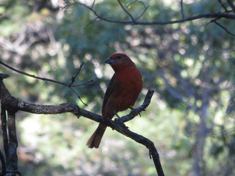 Hepatic Tanager - ML72940181