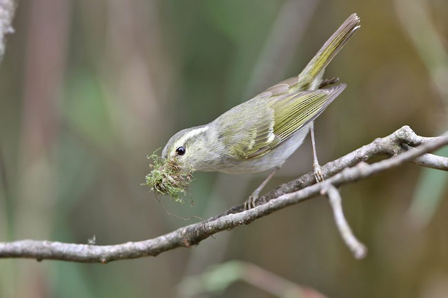 Blyth's Leaf Warbler - ML729417