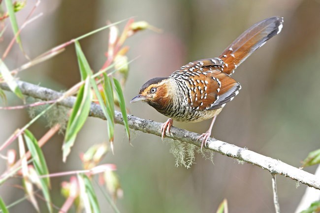 Spotted Laughingthrush - James Eaton