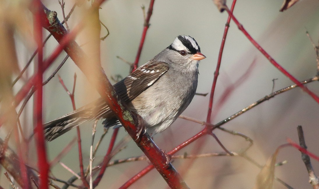 White-crowned Sparrow - Debbie Parker