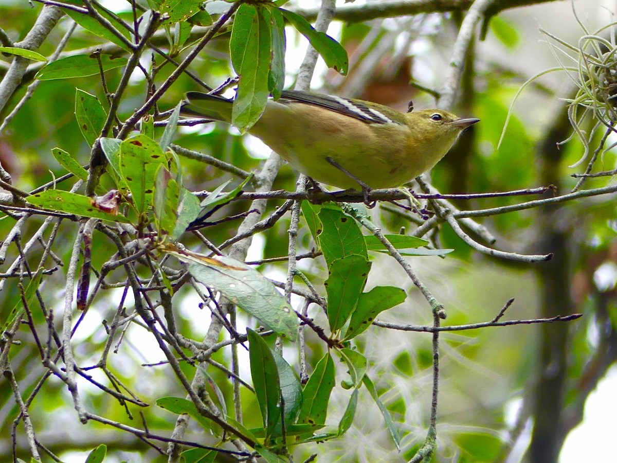 Bay-breasted Warbler - ML72943211