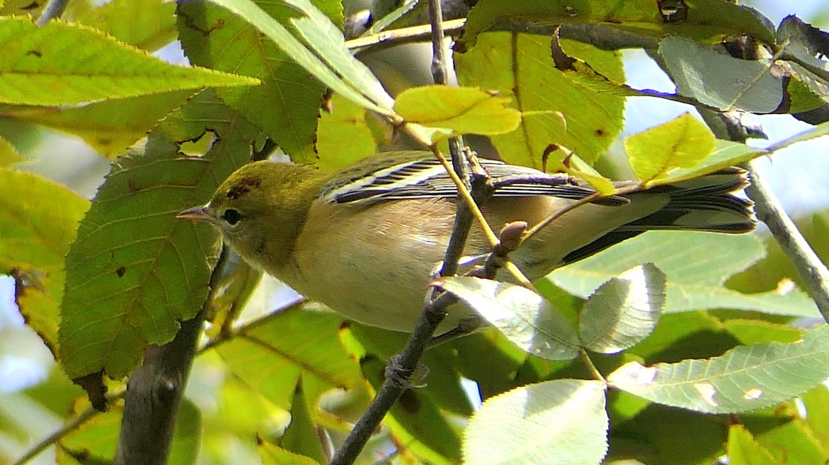 Bay-breasted Warbler - ML72945681