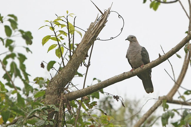 Dark-backed Imperial-Pigeon (Gray-crowned) - ML729458