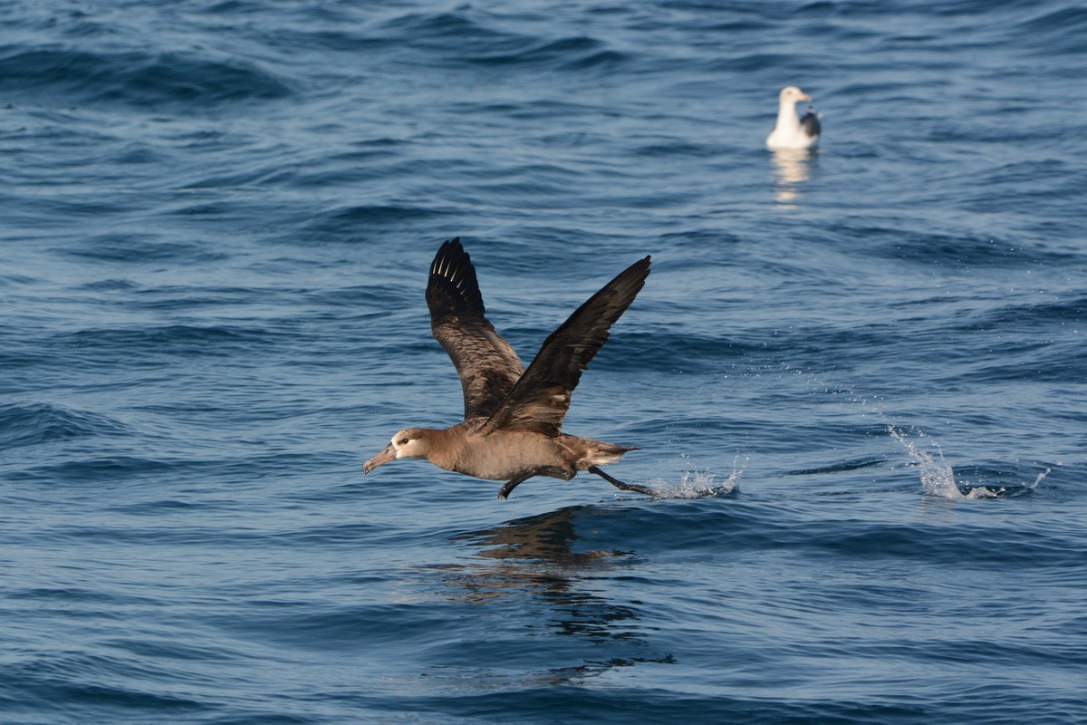 Black-footed Albatross - Doug Daniels