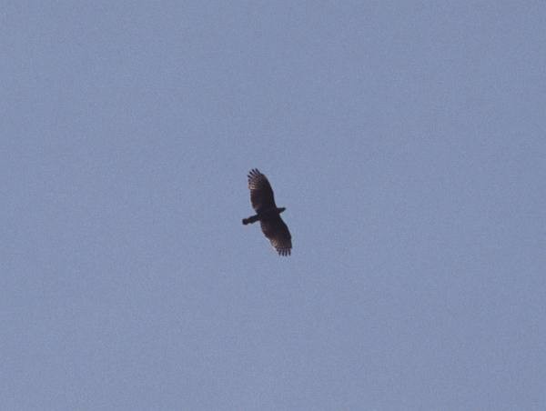 Sulawesi Hawk-Eagle - ML729548