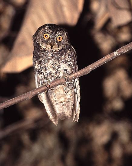 Sulawesi Scops-Owl - ML729549