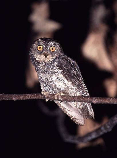 Sulawesi Scops-Owl - ML729550