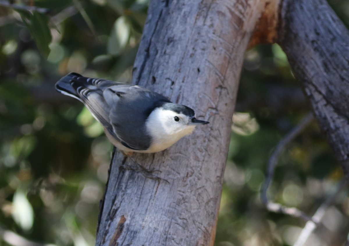 White-breasted Nuthatch - ML72956891