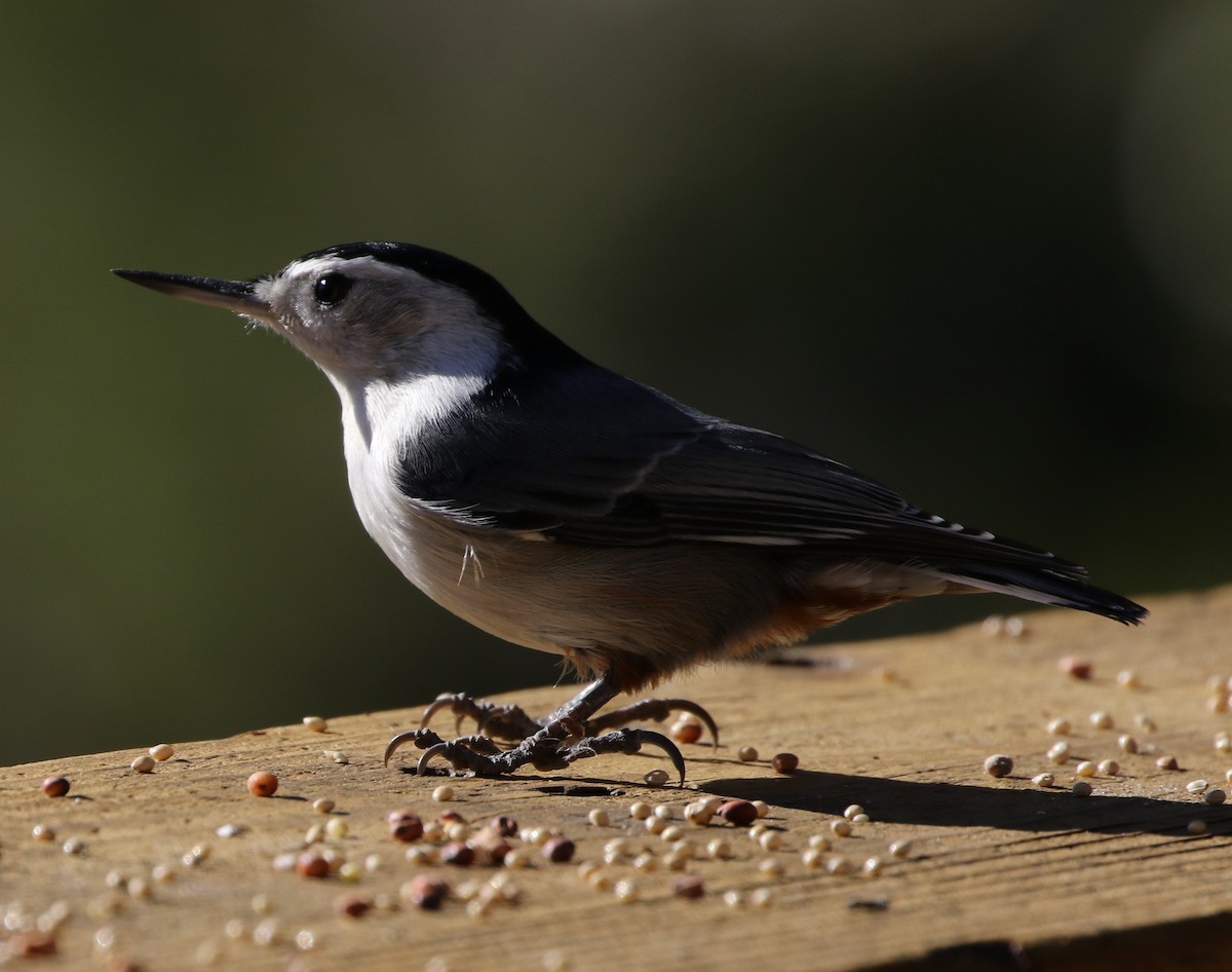 White-breasted Nuthatch - ML72956901