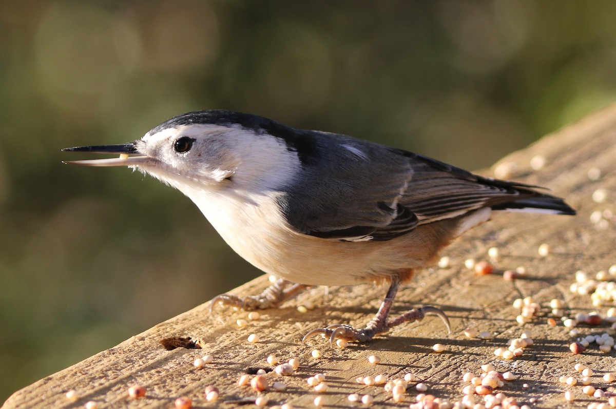White-breasted Nuthatch - ML72956921