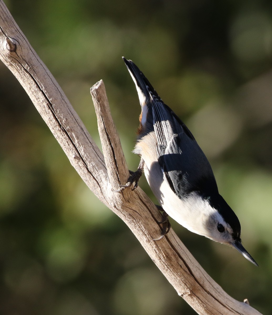 White-breasted Nuthatch - ML72956931