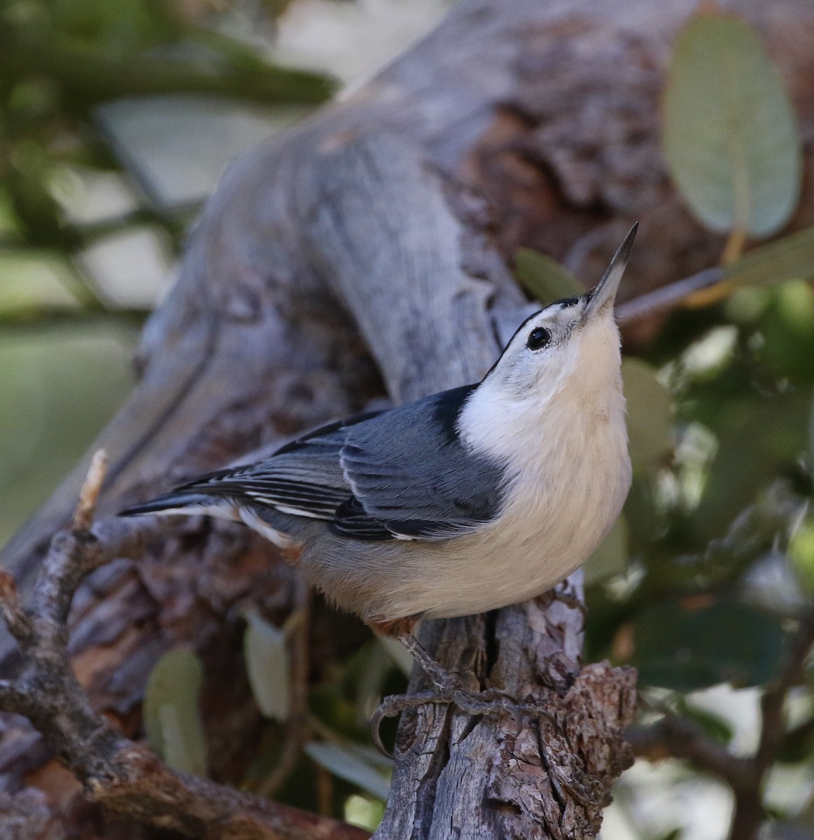 White-breasted Nuthatch - ML72956951