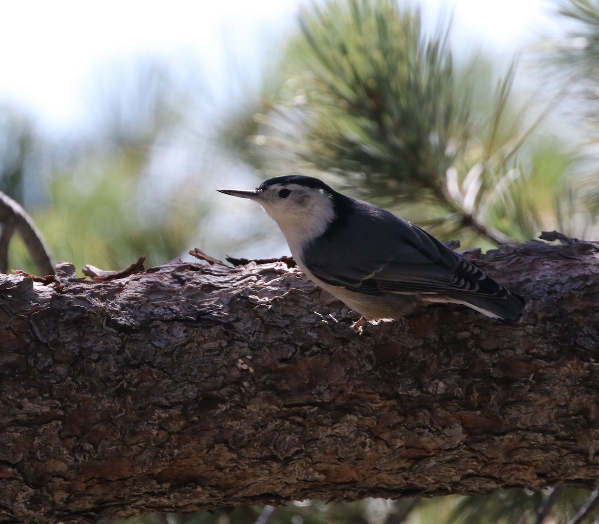 White-breasted Nuthatch - ML72956981