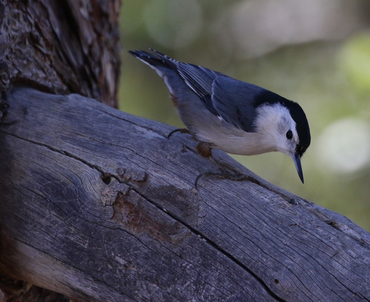 White-breasted Nuthatch - Mike "mlovest" Miller