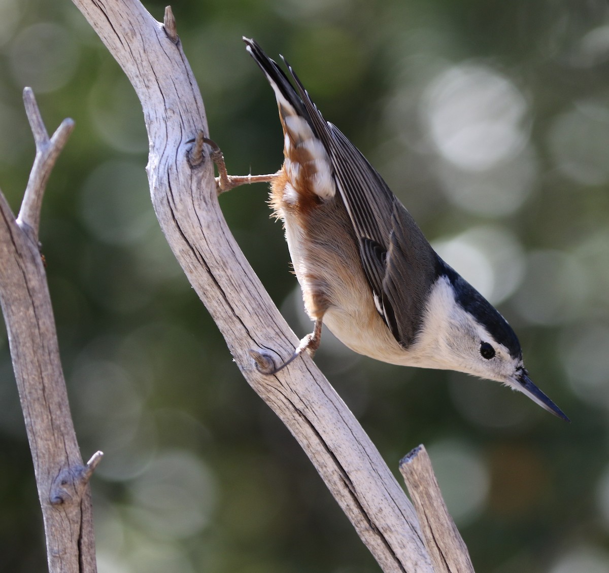 White-breasted Nuthatch - ML72957001